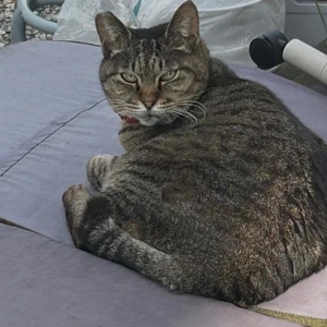 呼んだら　振りかえる🐈