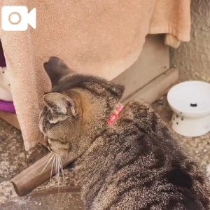 朝から　とらちゃん🐈