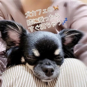 タオルとかドアのタオルとか