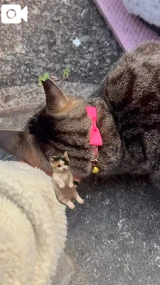 甘えん坊とらちゃん