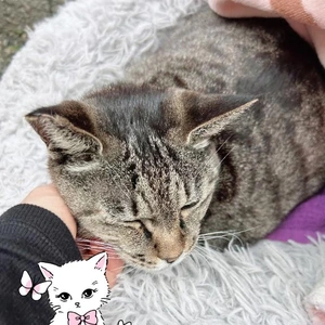 アルビオンでフェイシャル