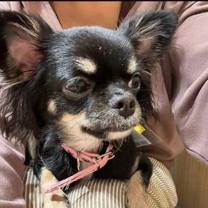 [お題]／みたよ