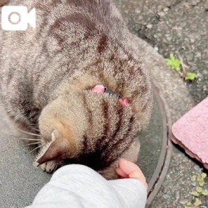 [お題]／みたよ