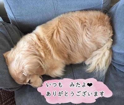 みたよ　（予約投稿）