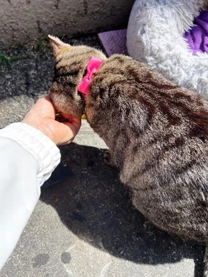 20分早く着いたら　🐈会えた