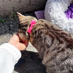 20分早く着いたら　🐈会えた