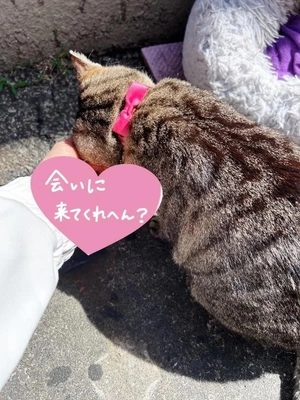 ありがと／ナゲットをゲット