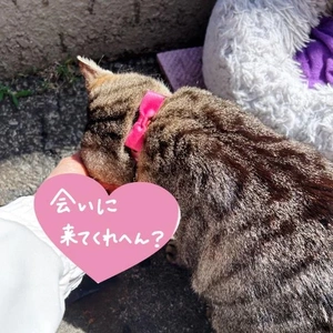 ありがと／ナゲットをゲット