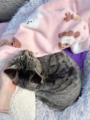 [お題]／みたよ