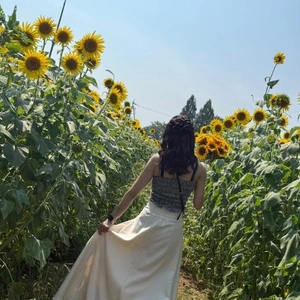 ✨️座間ひまわり🌻畑✨️