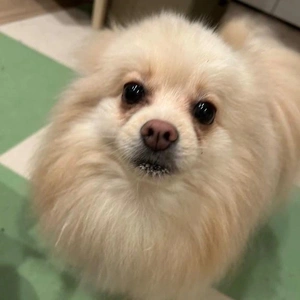 発熱