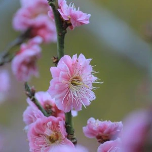 🌸ぽかぽか🌸