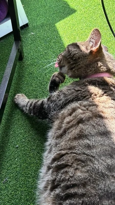 招き猫🐱 🖌おろし〜