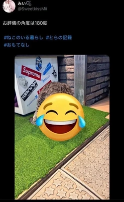 こんにゃ🐱猫写真どお?