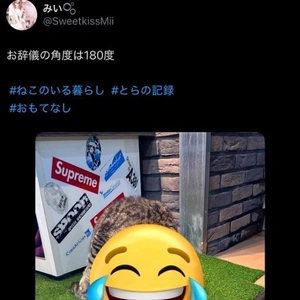 こんにゃ🐱猫写真どお？