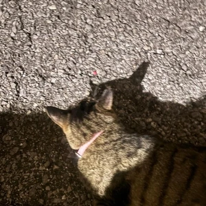 😸🈵ありがとう