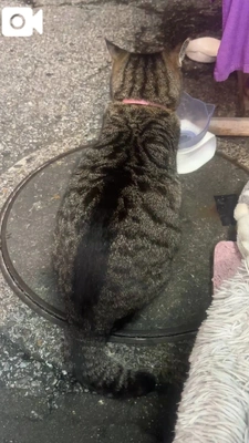 ねこちゃんだいすきです🥺