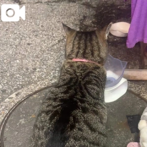 ねこちゃんだいすきです🥺