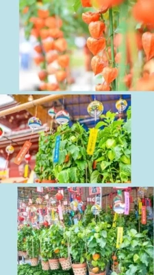 夏の風物詩
