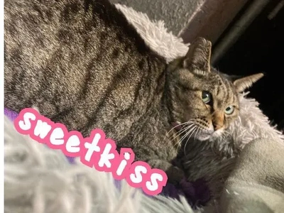 美猫にゃっ🐱