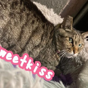 美猫にゃっ🐱