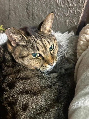 出勤リクエストできます