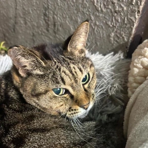 出勤リクエストできます