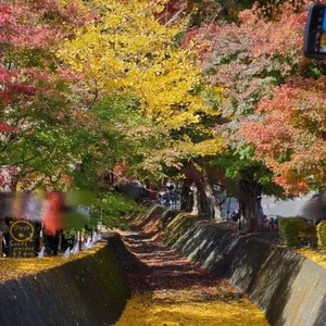 11月の出勤予定