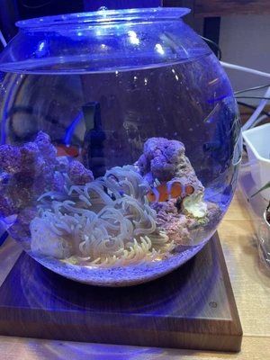 こんばんは