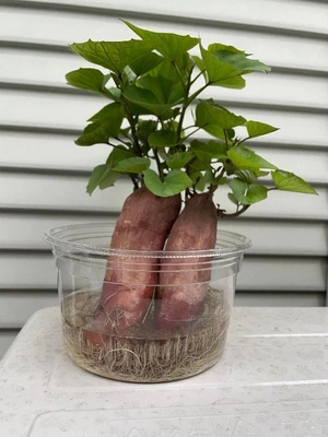 おいも