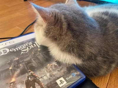 遊び相手はネッコ