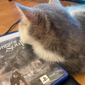 遊び相手はネッコ