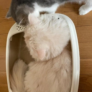 ルイさんに届けー！