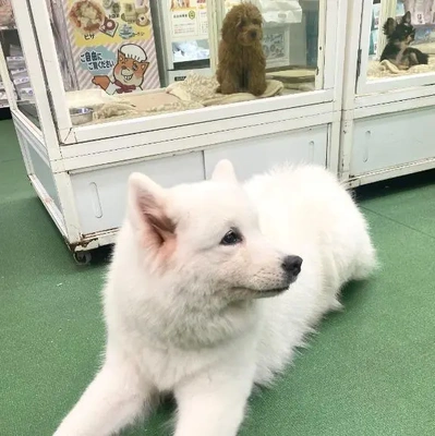 💗わんこ💗