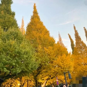 💗神宮外苑💗