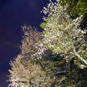 💗夜桜💗
