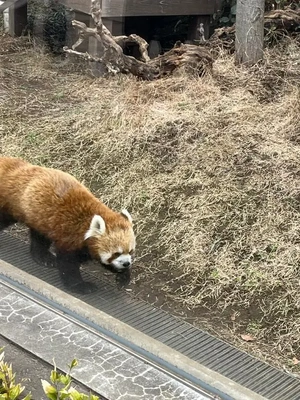今週🐼🔥