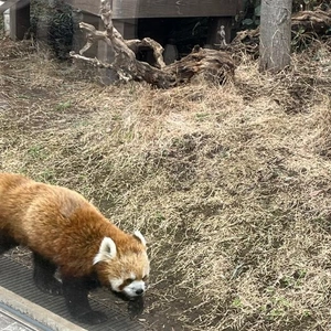 今週🐼🔥