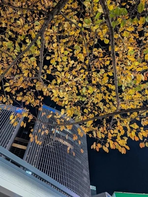 銀座で紅葉狩り