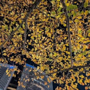 銀座で紅葉狩り