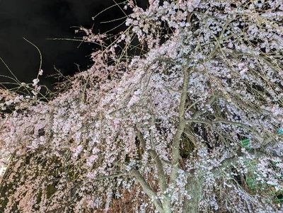 桜はあっという間に咲いて舞う