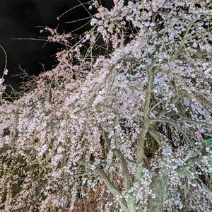 桜はあっという間に咲いて舞う