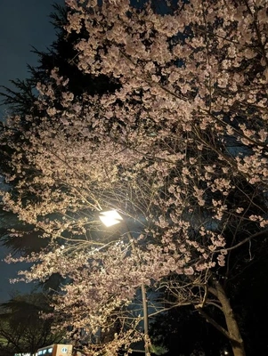 今年もお花見に行きたくなる