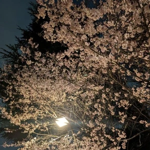 今年もお花見に行きたくなる