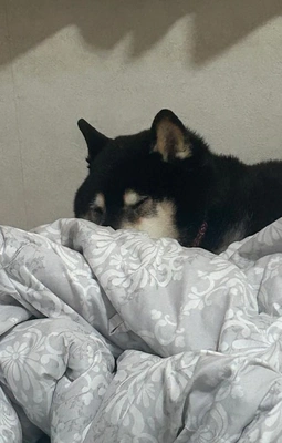 本日15時半〜22時まで出勤します🎀