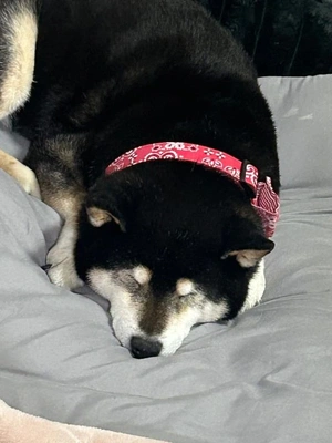 本日22時まで出勤します🐇🎀