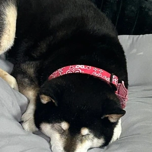 本日22時まで出勤します🐇🎀