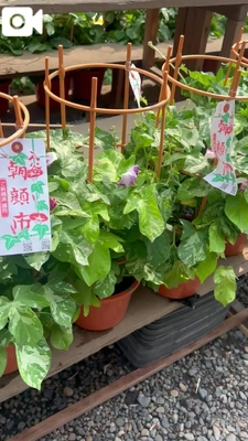 本日限り！