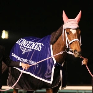 競馬と言うよりも馬が好きなんだよね！