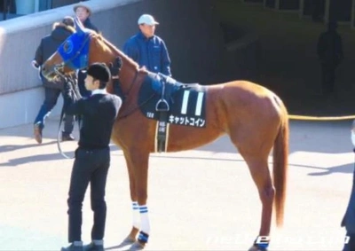 見た目は馬だけど...名前はネコ？！